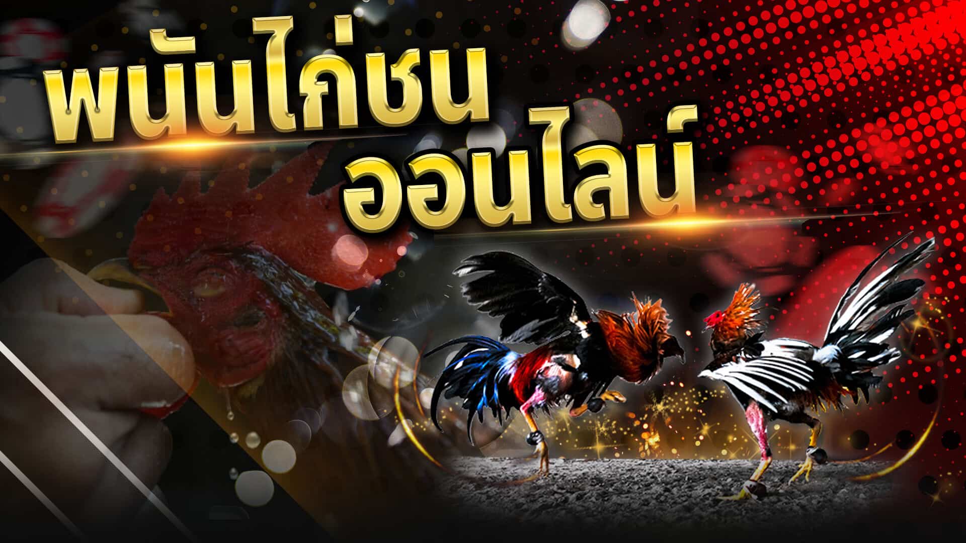 เว็บไก่ชนออนไลน์ 